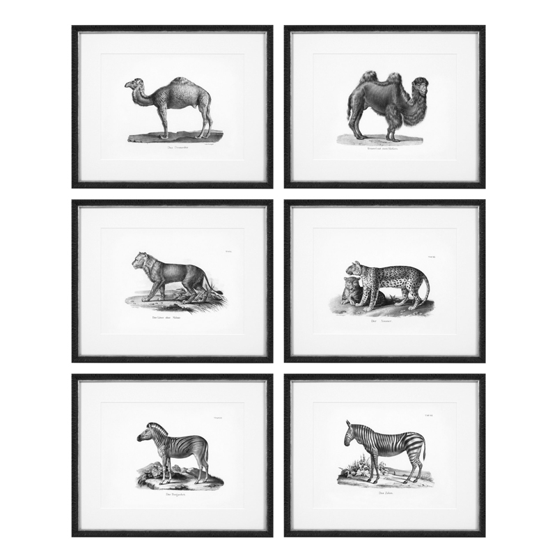 Комплект постеров Eichholtz Prints Historical Animals set of 6 Черный Черно-белый в Омске | Loft Concept 