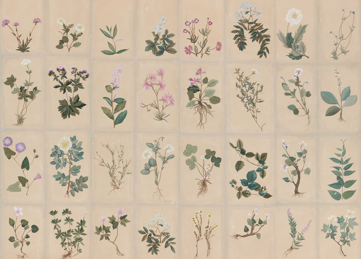 Обои ручная роспись Botanical Studies Cutter colourway Обои ручная роспись Botanical Studies Cutter colourway - постер Loft-Concept в Омске