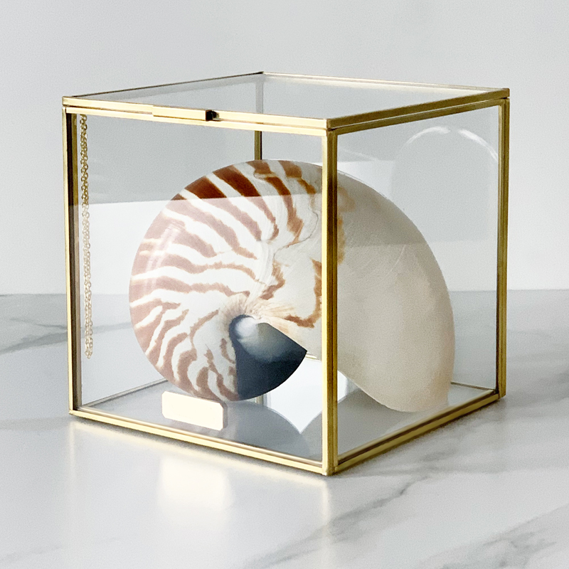 Статуэтка Nautilus Pompilius Glass Box M  в Омске | Loft Concept 