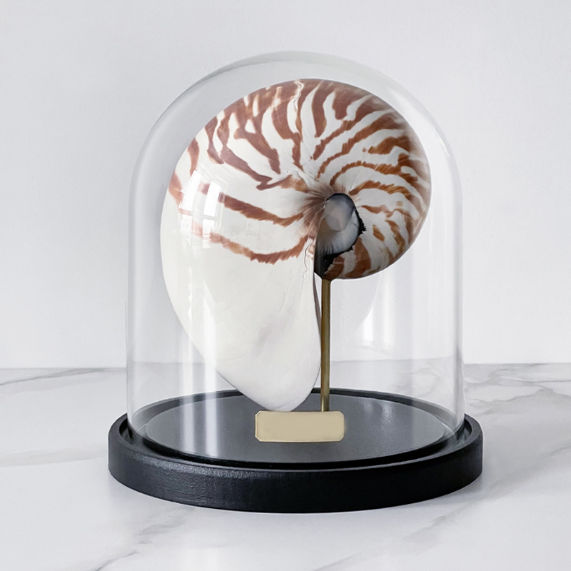 Статуэтка Nautilus Pompilius Glass Cloche  в Омске | Loft Concept 