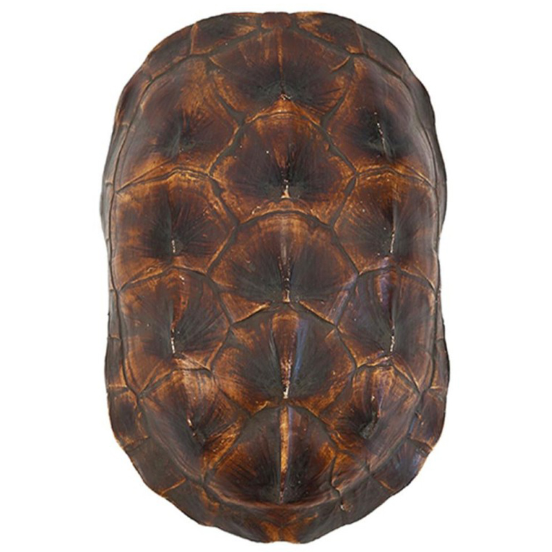 Аксессуар Turtle Shell Natural Brown Коричневый в Омске | Loft Concept 