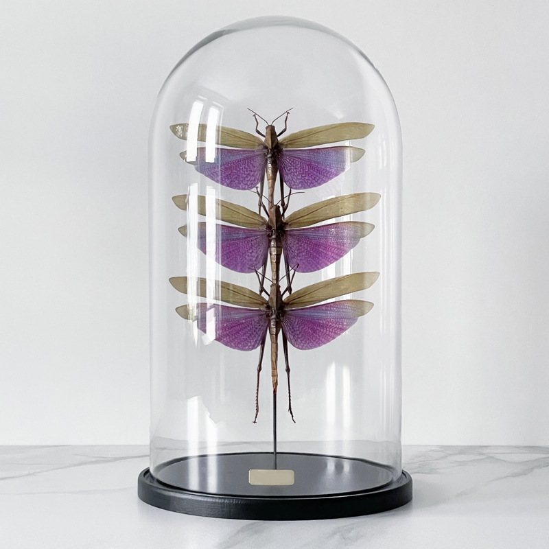 Статуэтка 3 Grasshoppers Titanacris Albipes Glass Cloche  в Омске | Loft Concept 