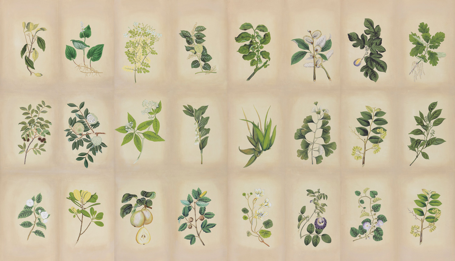 Обои ручная роспись Botanical Studies Linnaeus colourway Обои ручная роспись Botanical Studies Linnaeus colourway - постер Loft-Concept в Омске