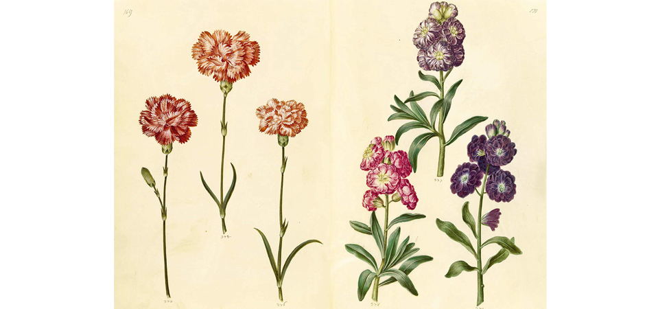 Книга GREEN FLORILEGIUM - фото №1