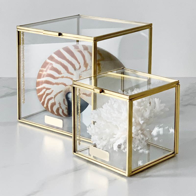 Комплект статуэток Natural Coral & Nautilus Pompilius Glass Box Комплект статуэток Natural Coral & Nautilus Pompilius Glass Box в Омске | Loft Concept
