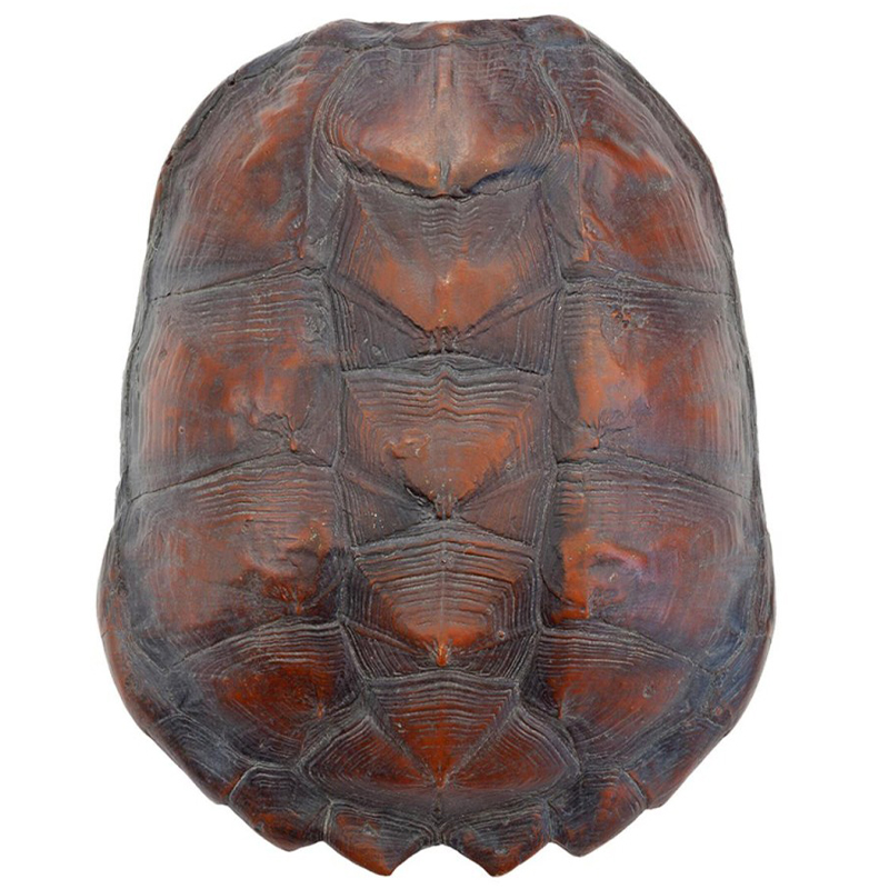 Аксессуар Turtle Shell Big Natural Коричневый в Омске | Loft Concept 