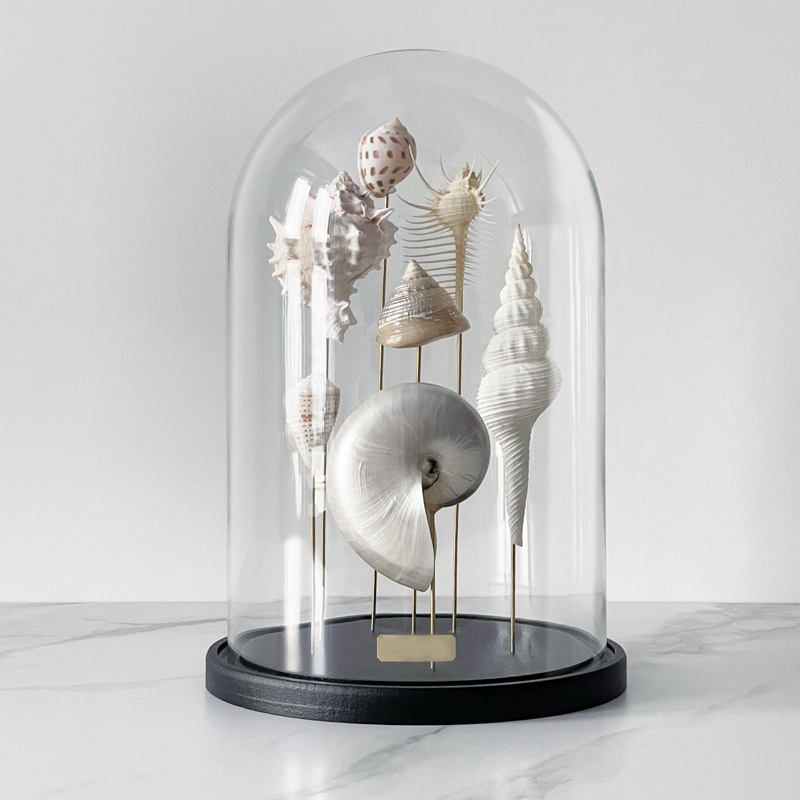 Статуэтка Shell Collection Glass Cloche 1  в Омске | Loft Concept 