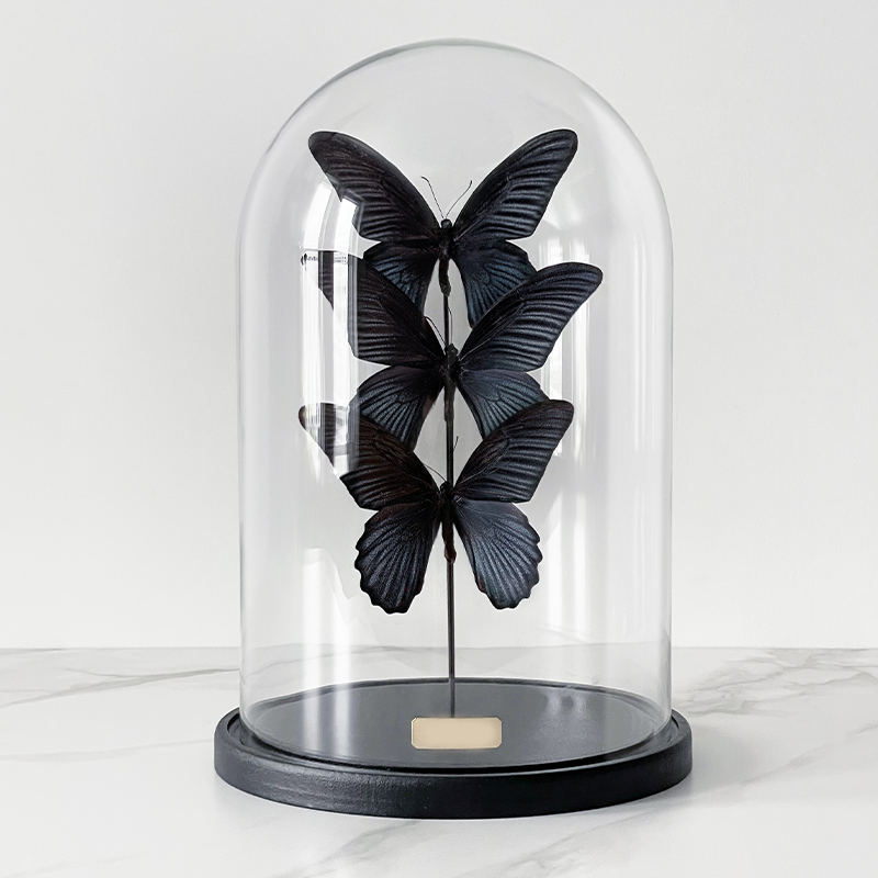 Статуэтка 3 Butterflies Papilio Memnon Glass Cloche  в Омске | Loft Concept 