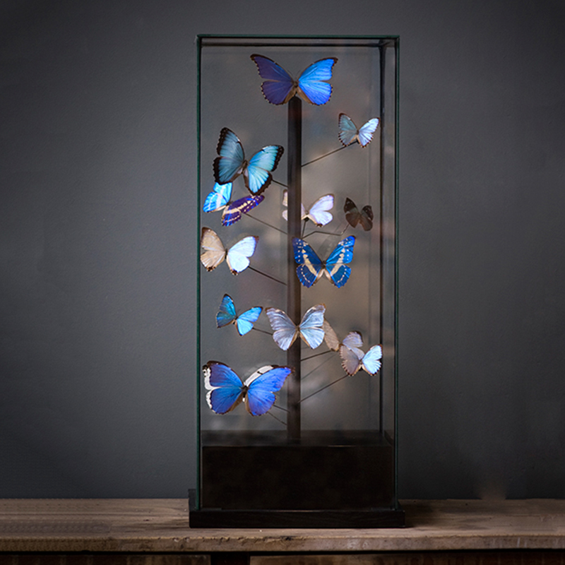 Статуэтка 14 Blue Butterflies Morphos Glass Box  в Омске | Loft Concept 