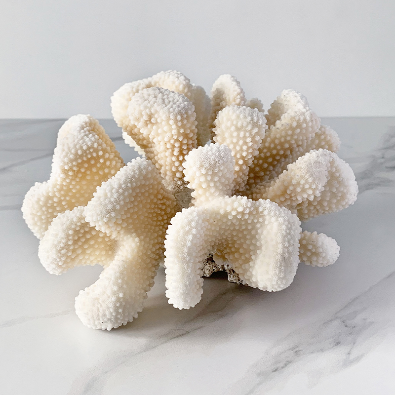 Статуэтка White Cauliflower Coral  в Омске | Loft Concept 