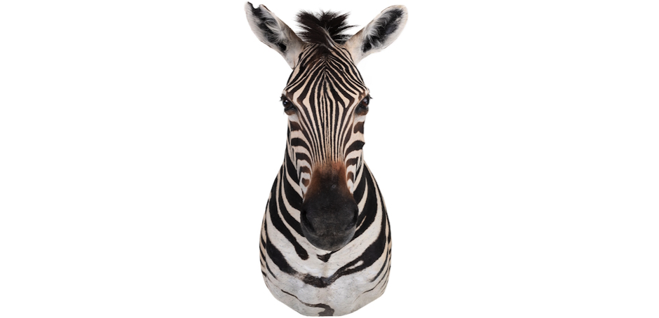 Голова зебры Burchellii Чучело таксидермия ZEBRA SHM RIGHT Голова зебры Burchellii Чучело таксидермия ZEBRA SHM RIGHT - Loft-Concept в Омске
