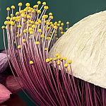 Статуэтка фантастический фрукт Exotic Tropical Fruit orange and white 67 варинант исполнения - 2 | Loft Concept в Омске