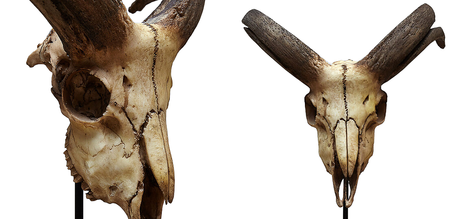Аксессуар Goat Skull Аксессуар Goat Skull - Loft-Concept в Омске