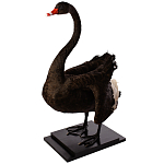 Настоящее чучело черного лебедя Black Swan варинант исполнения - 2 | Loft Concept в Омске