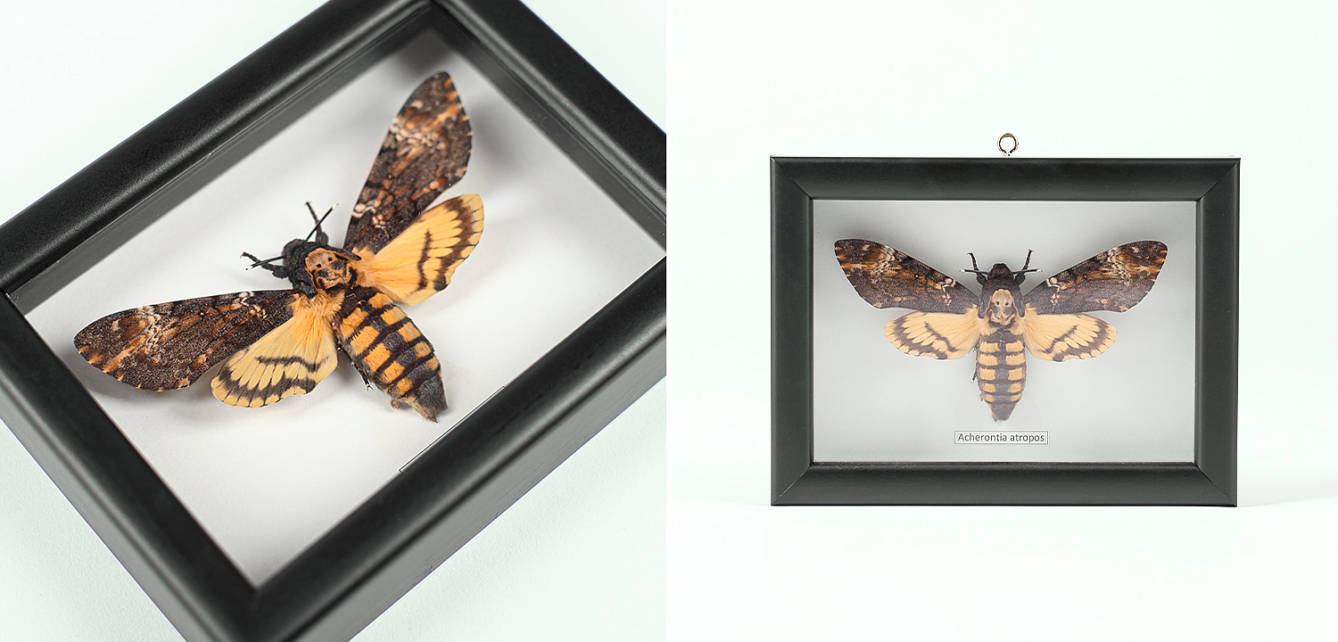 Аксессуар на стену Бабочка Acherontia atropos Аксессуар на стену Бабочка Acherontia atropos - Loft-Concept в Омске