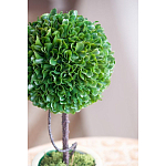 Декоративный искусственное растение Single boxwood варинант исполнения - 7 | Loft Concept в Омске