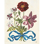 Книга цветов 22 постера Maria Sibylla Merian: 22 Pull-Out Posters варинант исполнения - 3 | Loft Concept в Омске