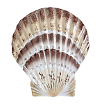 Фигурка из фарфора в виде ракушки морского гребешка Marine Tridacna варинант исполнения - 1 | Loft Concept в Омске