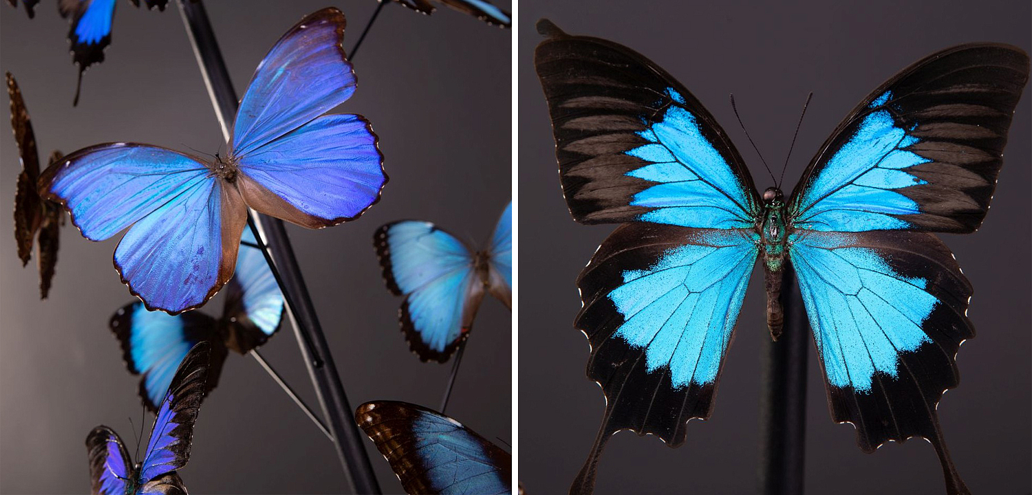 Статуэтка 14 Blue Butterflies Morphos Glass Box Статуэтка 14 Blue Butterflies Morphos Glass Box - Loft-Concept в Омске