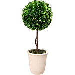 Декоративный искусственное растение Single boxwood варинант исполнения - 1 | Loft Concept в Омске