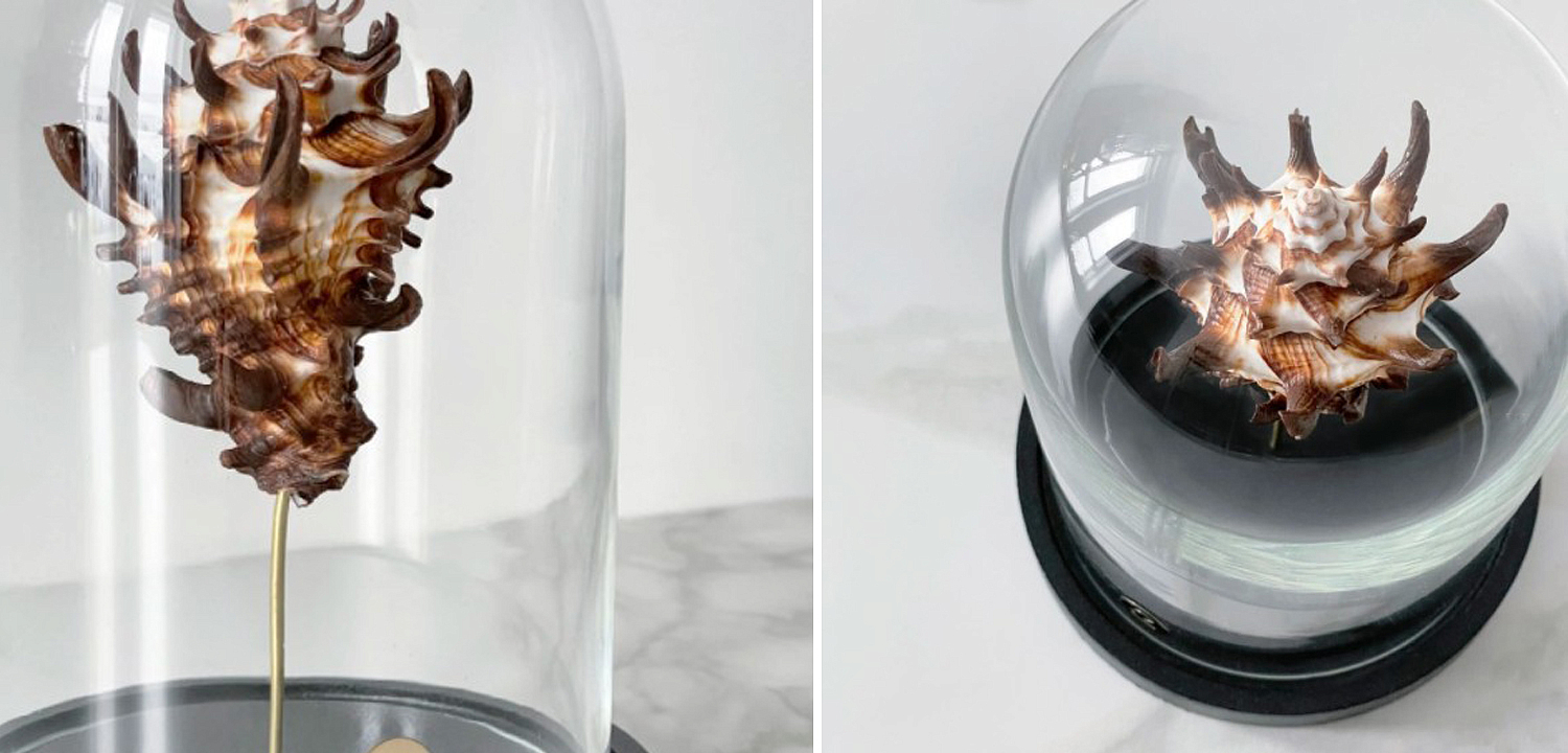 Статуэтка Vasum Tubiferum Glass Cloche Статуэтка Vasum Tubiferum Glass Cloche - Loft-Concept в Омске