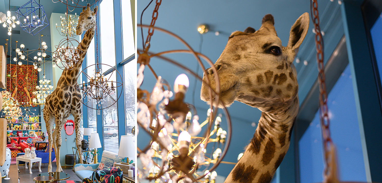 Чучело жирафа Масайский Жираф таксидермия - Loft-Concept в Омске