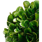 Декоративный искусственное растение Square boxwood варинант исполнения - 2 | Loft Concept в Омске