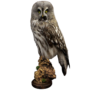 Чучело Совы таксидермия