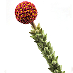 Статуэтка тропический фрукт  Tropical Fruit High Orange варинант исполнения - 2 | Loft Concept в Омске