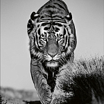 Книга Beusker. Look into my Eyes варинант исполнения - 6 | Loft Concept в Омске