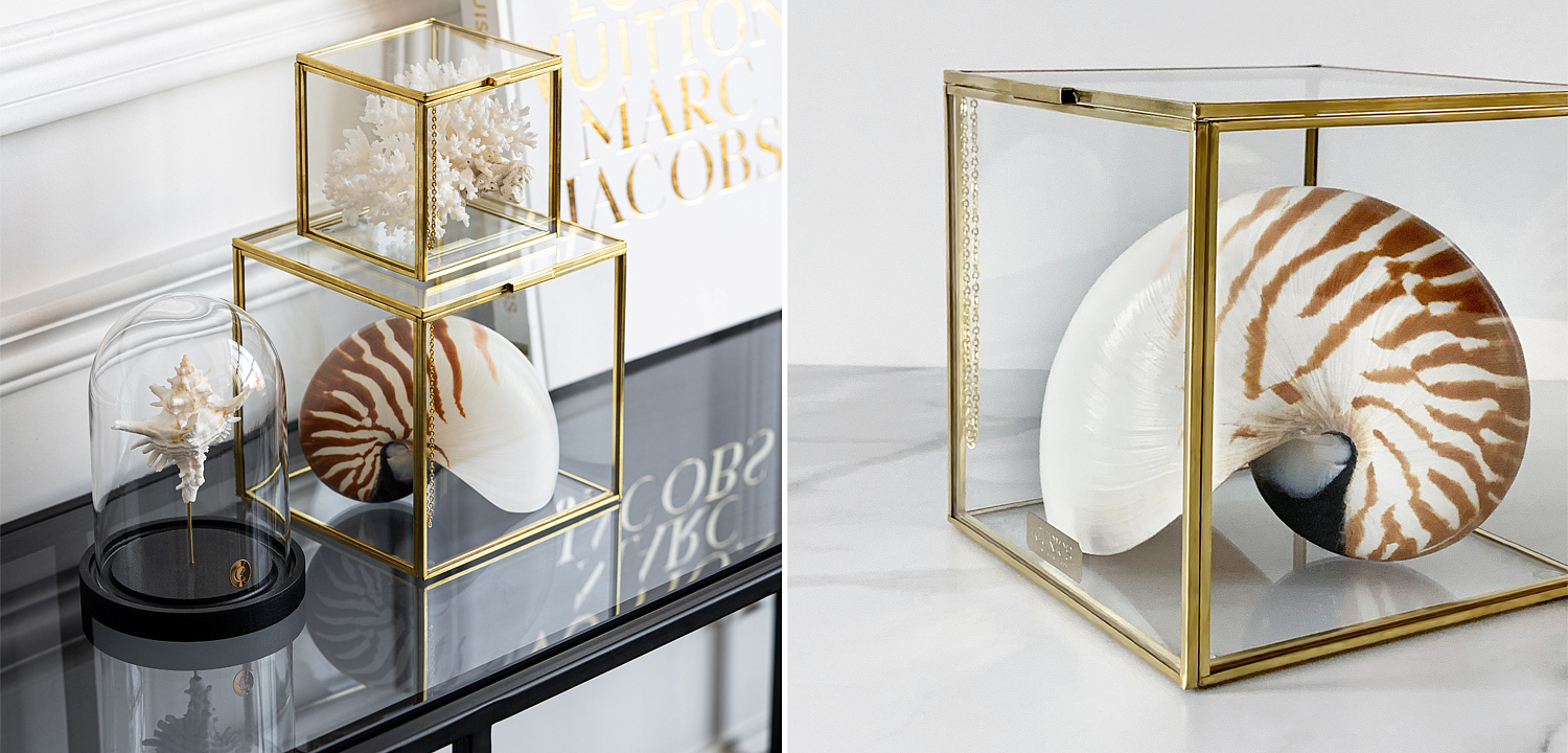 Статуэтка Nautilus Pompilius Glass Box M Статуэтка Nautilus Pompilius Glass Box M - Loft-Concept в Омске