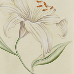 Обои ручная роспись Lilium Special Colourway on Ivory dyed silk варинант исполнения - 2 | Loft Concept в Омске