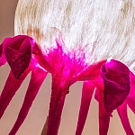 Торшер фуксия «Цветы из снов»  варинант исполнения - 4 | Loft Concept в Омске