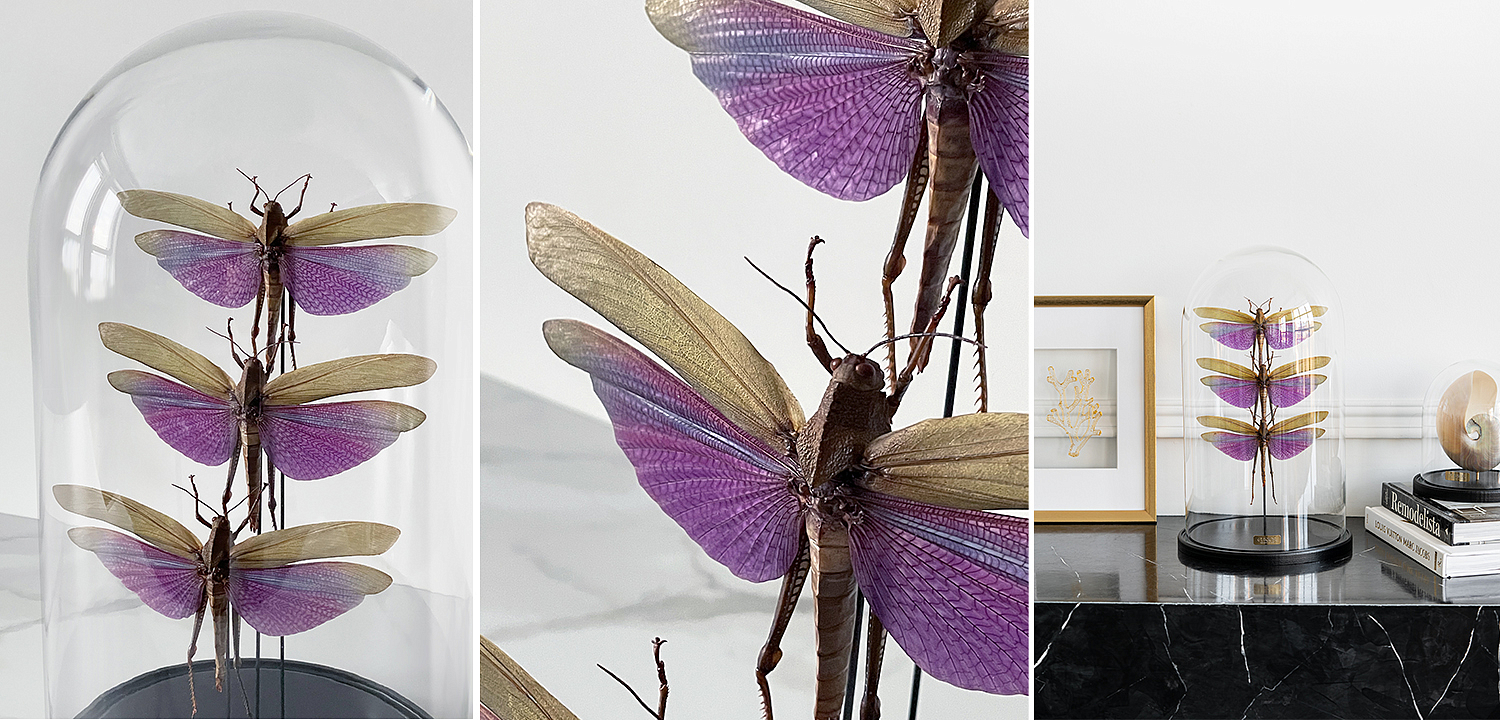 Статуэтка 3 Grasshoppers Titanacris Albipes Glass Cloche Статуэтка 3 Grasshoppers Titanacris Albipes Glass Cloche - Loft-Concept в Омске