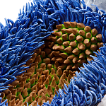 Дизайнерская статуэтка для интерьера Tropical Fruit Pandora 12 варинант исполнения - 3 | Loft Concept в Омске