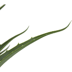 Декоративный искусственное растение Medium Aloe варинант исполнения - 2 | Loft Concept в Омске