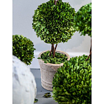 Декоративный искусственное растение Single boxwood варинант исполнения - 3 | Loft Concept в Омске