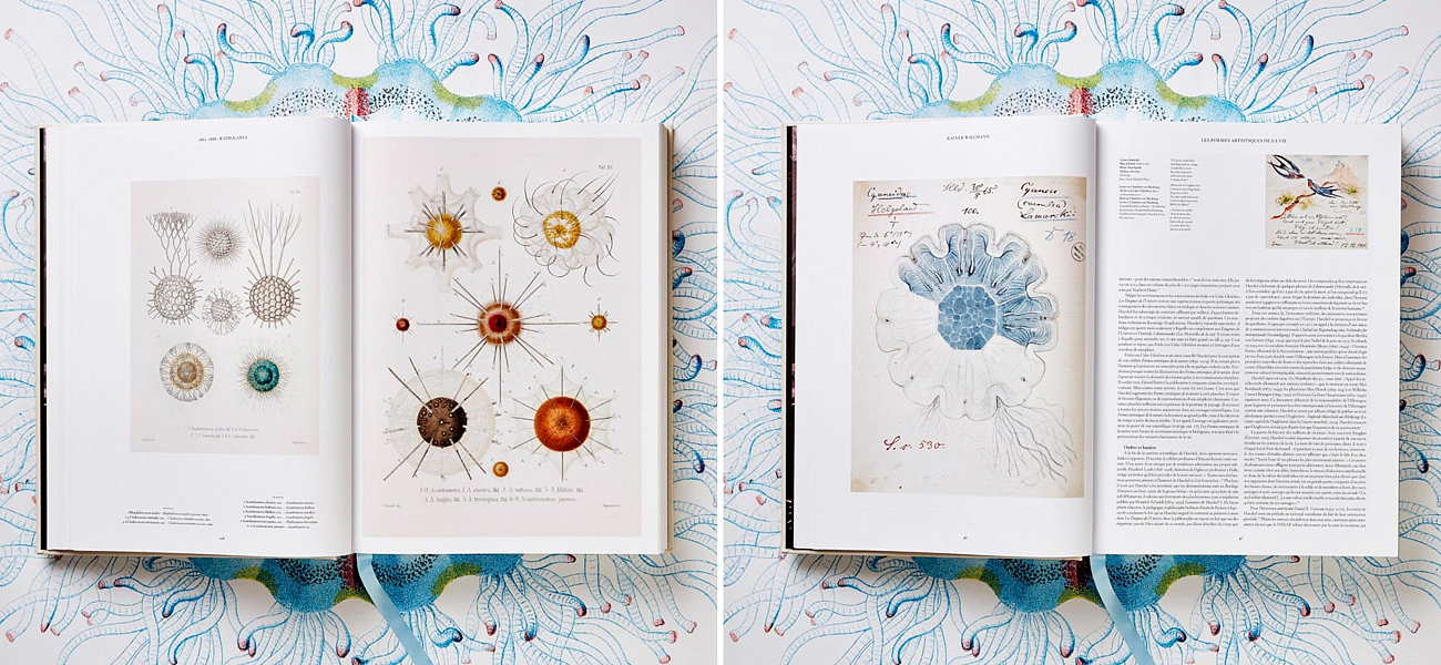 The Art and Science of Ernst Haeckel XXL The Art and Science of Ernst Haeckel XXL - Loft-Concept в Омске