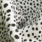 Мебельная ткань Искусственный мех  белый леопард 90 см T5-3 варинант исполнения - 1 | Loft Concept в Омске