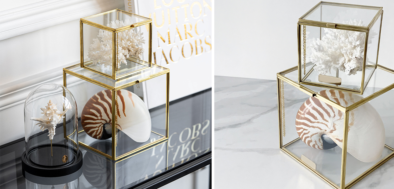 Комплект статуэток Natural Coral & Nautilus Pompilius Glass Box Комплект статуэток Natural Coral & Nautilus Pompilius Glass Box - Loft-Concept в Омске