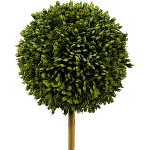 Декоративный искусственное растение Boxwood One варинант исполнения - 2 | Loft Concept в Омске