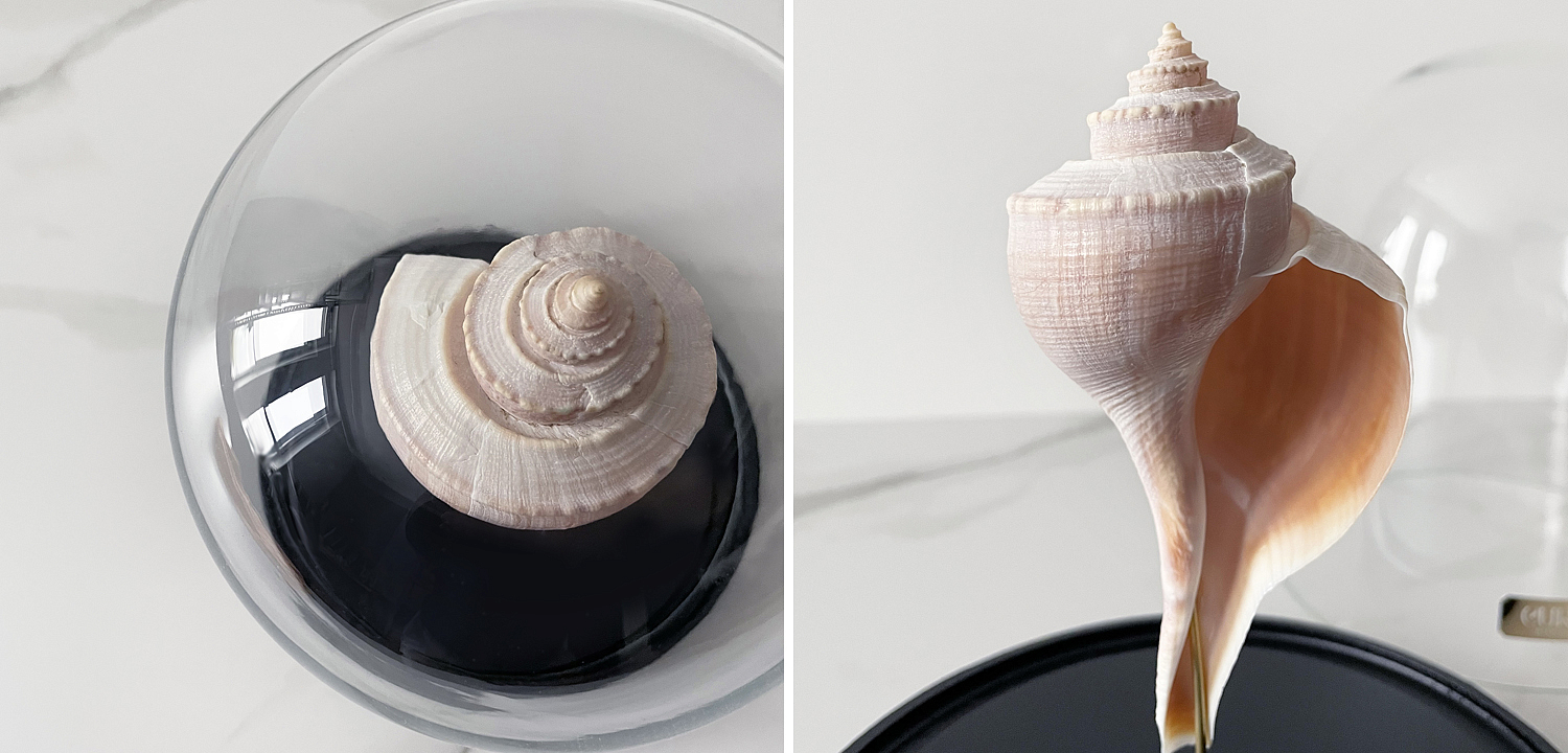 Статуэтка Busycon Canaliculatus Glass Cloche - Loft-Concept в Омске