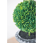 Декоративный искусственное растение Double boxwood варинант исполнения - 6 | Loft Concept в Омске