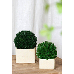 Декоративный искусственное растение Square boxwood варинант исполнения - 4 | Loft Concept в Омске