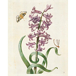 Книга цветов 22 постера Maria Sibylla Merian: 22 Pull-Out Posters варинант исполнения - 2 | Loft Concept в Омске