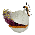 Статуэтка фантастический фрукт Exotic Tropical Fruit orange and white 67 варинант исполнения - 4 | Loft Concept в Омске