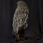 Чучело Совы таксидермия варинант исполнения - 4 | Loft Concept в Омске