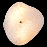 Бра в форме лепестка с рельефной текстурой FLOW варинант исполнения - 1 | Loft Concept в Омске