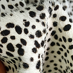 Мебельная ткань Искусственный мех  белый леопард 90 см T5-3 варинант исполнения - 3 | Loft Concept в Омске