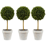 Декоративный искусственное растение Boxwood One варинант исполнения - 1 | Loft Concept в Омске